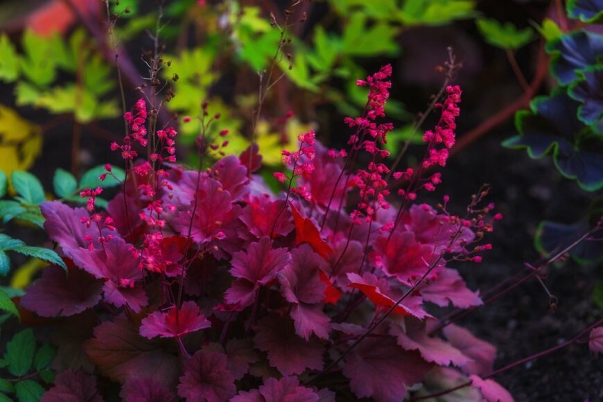 ヒューケラの花と葉。色はワインレッド