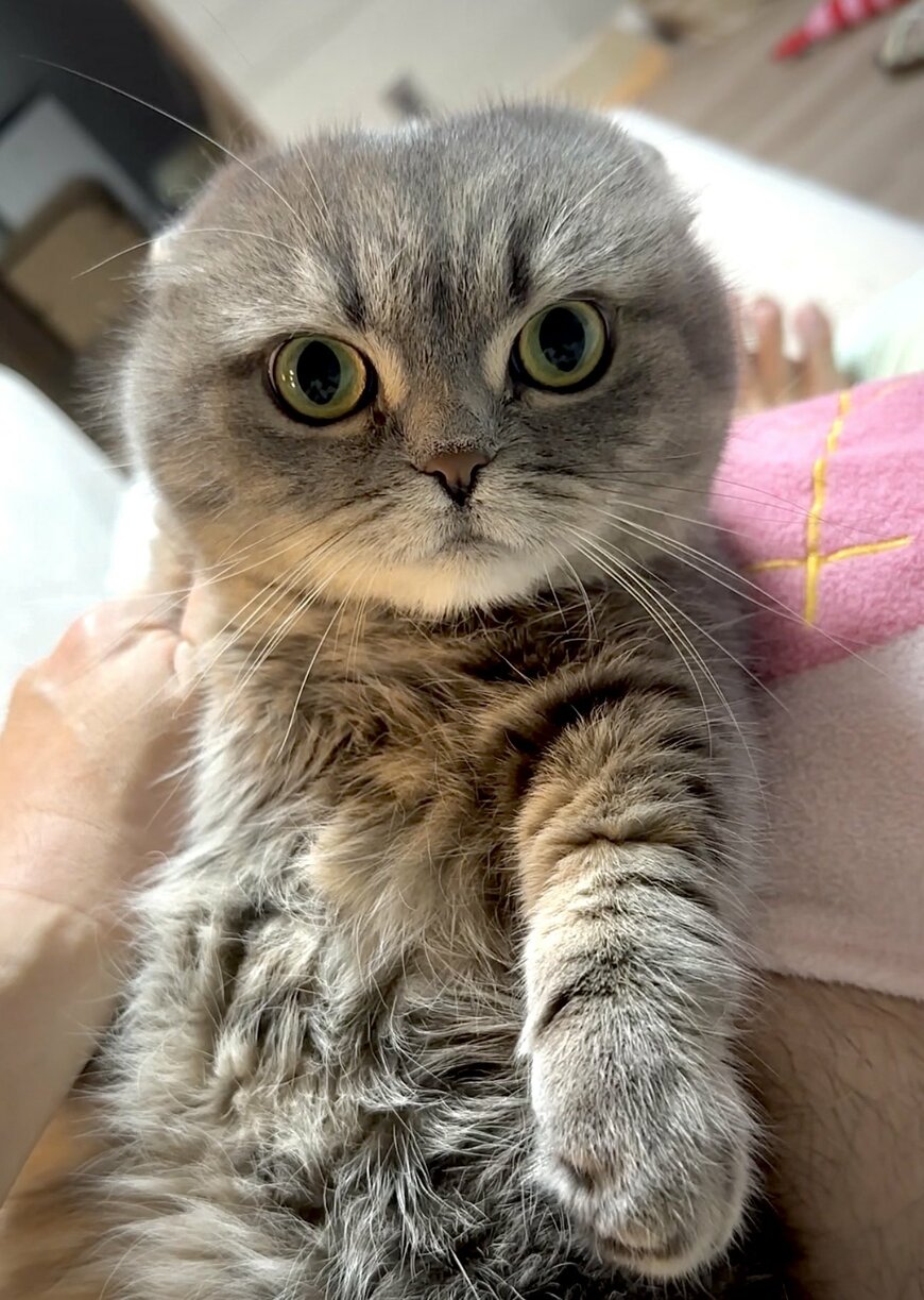 爪切り拒否する猫