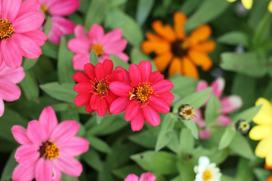 赤やピンクなど、色とりどりのジニアの花