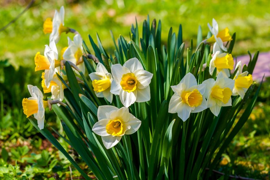 白いスイセンの花が群生している。美しい。