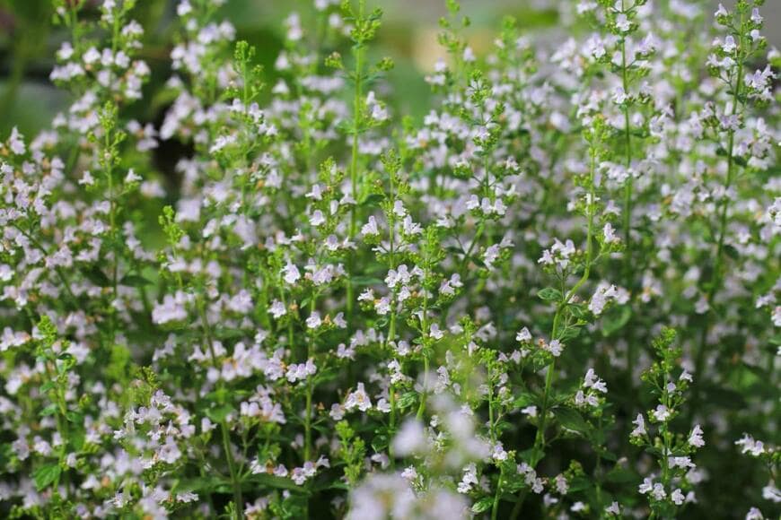 雪が降っているかのように咲いている花の様子