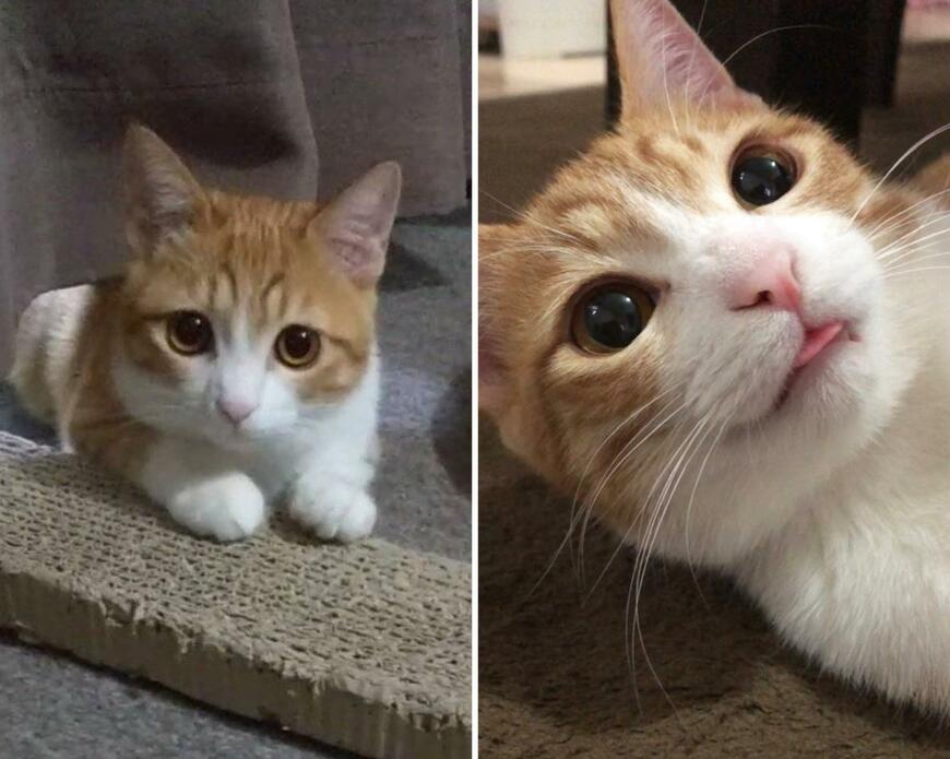 猫のビフォーアフター