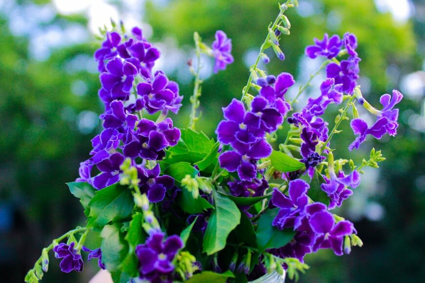 デュランタの花。色は紫