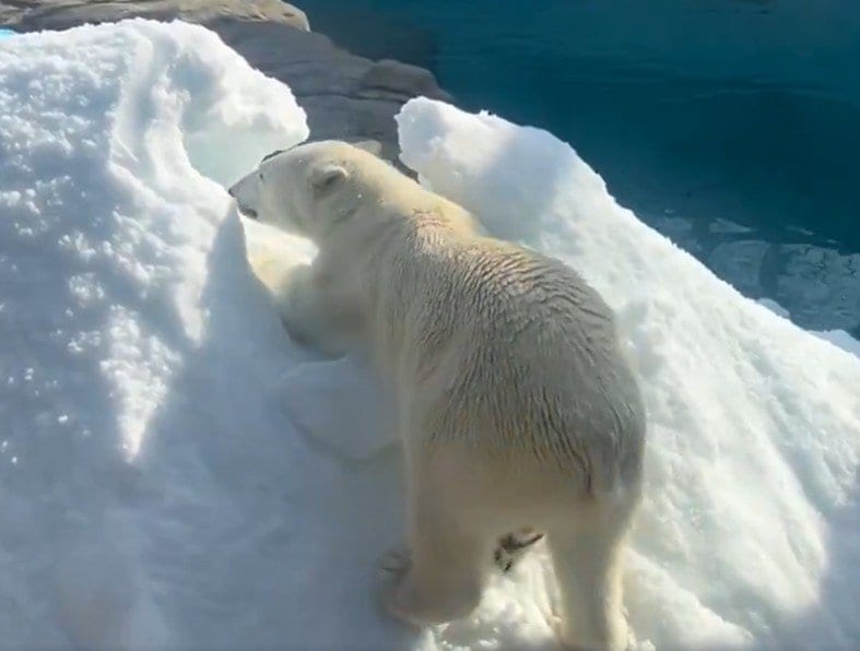 神戸市立王子動物園