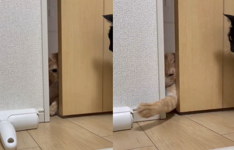 投稿動画のワンシーン