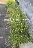 「素敵ですね！」築30年戸建の「雑草だらけの庭」→レンガと多肉植物で「癒しのセダム花壇」に大変身！愛でたくなるスペース爆誕