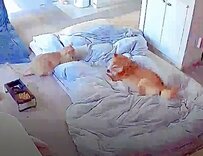 機嫌が悪かった犬が心配で、留守番カメラを見ると…同居猫との予想外の光景が217万表示