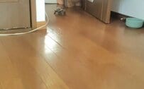 「どこにいても分かるよ…」大好きな猫の元へスケボーで向かう亀 種族の違う2匹の様子にほっこり