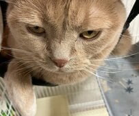 【やれやれだぜ…】どかっと座ってくつろぐ猫　「ひと仕事終えた感」が人間っぽくて笑ってしまう！