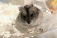 【液体に変化】小さなビーカーを目の前に置いたら…　ハムスターの状態に思わず二度見