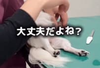 【動物病院】爪切りしてもらうチワワ→脱力したゆるすぎる表情に反響「可愛いしかない」「お利口さん」