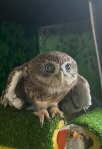 【マイブームは“スクランブル発進”なフクロウ】目にも止まらぬ速さに国内外から反響続々