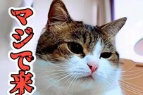 【猫の様子】飼い主が呼んだ時の反応　まさかの表情に思わず笑ってしまう