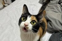 好奇心旺盛な猫ちゃんが寝そべる姿を見ると→かわいすぎる「ホラー展開」に思わず頬が緩む