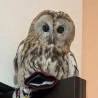 「靴下取られました」いたずら好きのフクロウさん！飼い主さんの靴下で遊ぶ可愛い姿が話題に