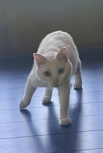 土佐犬の背中を見て育った猫さん　まさかの「歩き方と立ち方」に驚き！