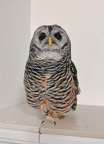 【あんよがかわいいフクロウ】するどい爪がチラリ！サービスショットに思わずニッコリ