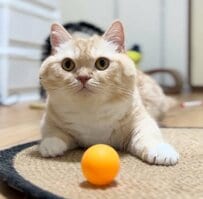 【スルースキルが高い猫】転がるボールにまさかの反応！爆笑の展開に「本当に面白い」