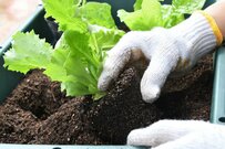 業務用ゴミ箱で「カレーの具材」を同時に育てたら　まさかの結末が62万表示