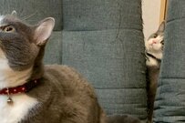 背後の隙間から覗いているのは…？Twitterで話題の「猫たちの可愛すぎる日常風景」に癒される