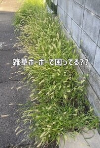 「素敵ですね！」雑草だらけの庭→レンガと多肉植物で「癒しのセダム花壇」に大変身！愛でたくなるスペース爆誕