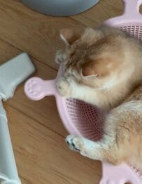 【掃除機の排気に大興奮！】風を捕まえたい猫ちゃん→無邪気すぎる姿にほっこり癒される