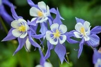 【寒冷地のシェードガーデン】植えっぱなし＆初心者OK《日陰と寒さに強い》多年草おすすめ5選