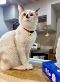 猫の「2ヶ月前と現在」を比べると　換毛期のビフォーアフターにほっこり！