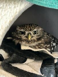 【目力が強いフクロウ】鋭い眼光がカッコいい！と思いきや…意外な理由にほっこり