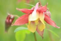 うちの庭に「植えてよかった」今年の猛暑を生き延びた《秋植え多年草》5選！夏越しのコツも