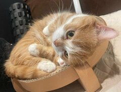【二度見必至】前足に真っ白な靴下もようのある猫がリラックスすると→出現した「芸術作品」が話題