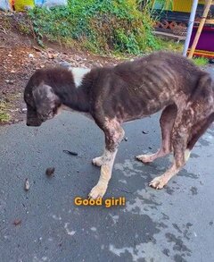 路上で生きる【痩せ細った野良犬】を救助→回復し、【体重も2倍】となった姿に感動
