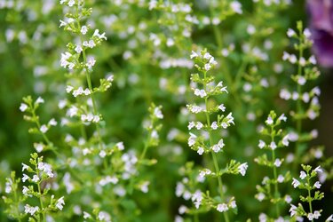 ガーデニング】暑い夏はホワイトカラーの清涼感〈白が美しい草花