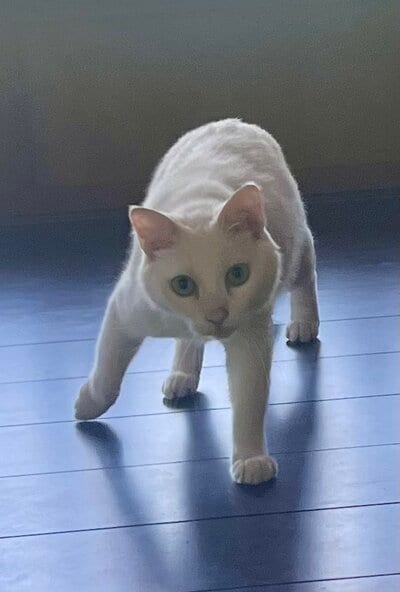 「歩き方と立ち方が犬に似ている」