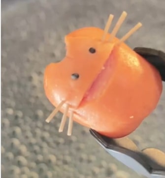 投稿動画のワンシーン