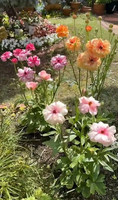 ラナンキュラスラックスの花後のお手入れの写真