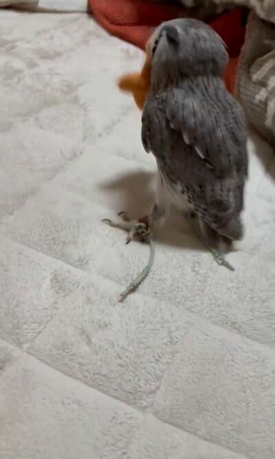 投稿動画のワンシーン