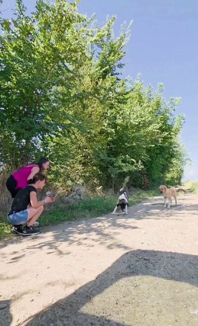 道端にしゃがむ2人と、少し離れて様子を見る2頭の犬