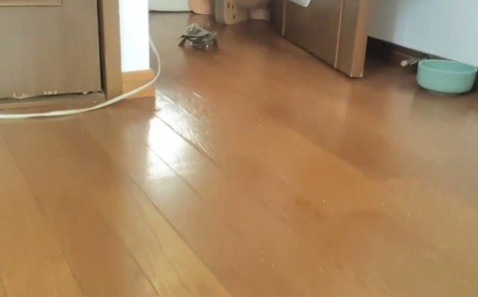 「どこにいても分かるよ…」大好きな猫の元へスケボーで向かう亀 種族の違う2匹の様子にほっこり