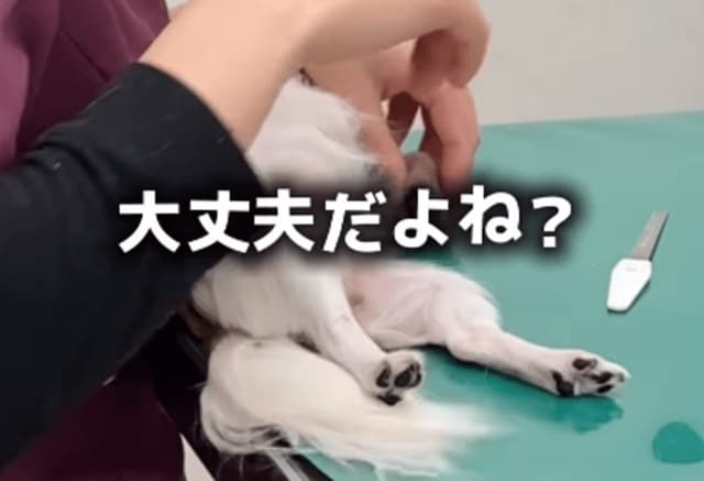 【動物病院】爪切りしてもらうチワワ→脱力したゆるすぎる表情に反響「可愛いしかない」「お利口さん」