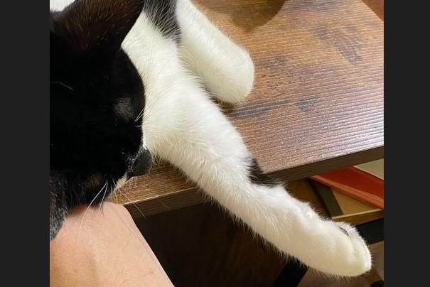 「嬉しいんだけど…」飼い主の作業を阻止？猫の可愛い行動が話題