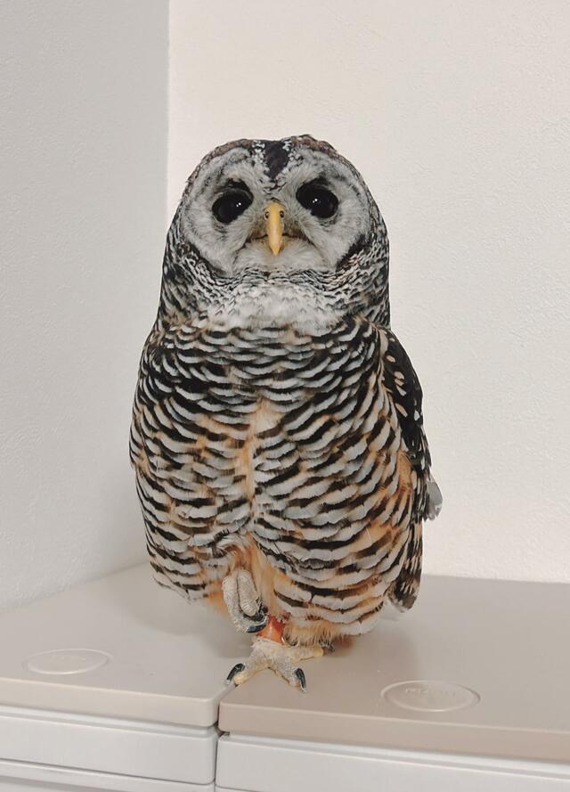 【あんよがかわいいフクロウ】するどい爪がチラリ！サービスショットに思わずニッコリ