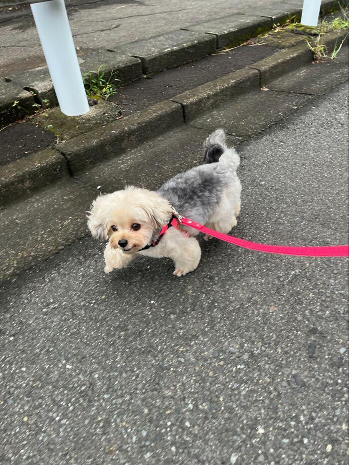 散歩中も、元気いっぱい！