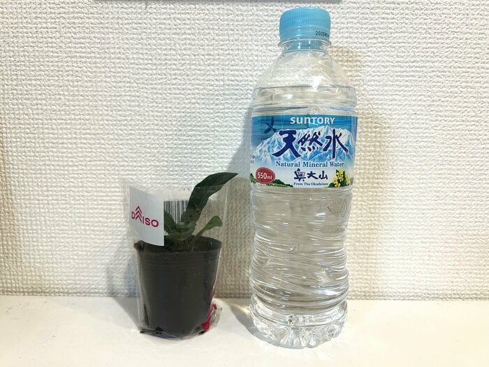 大きさは500mLペットボトルの半分ほど