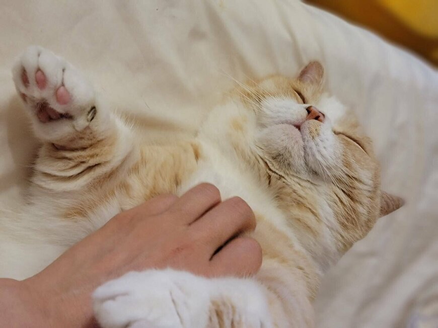 出所：@nekotansoku