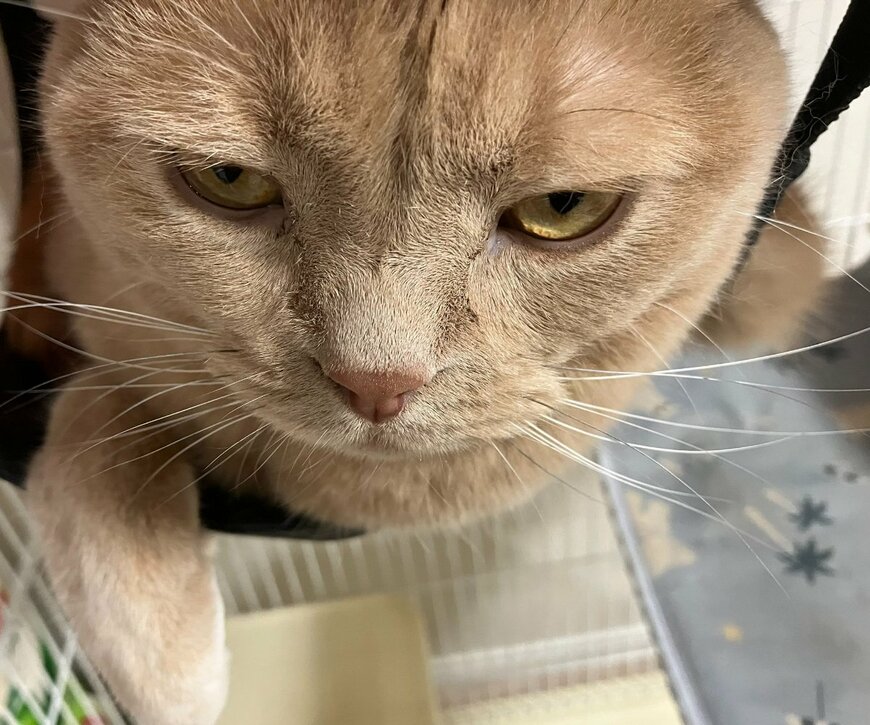 【やれやれだぜ…】どかっと座ってくつろぐ猫　「ひと仕事終えた感」が人間っぽくて笑ってしまう！