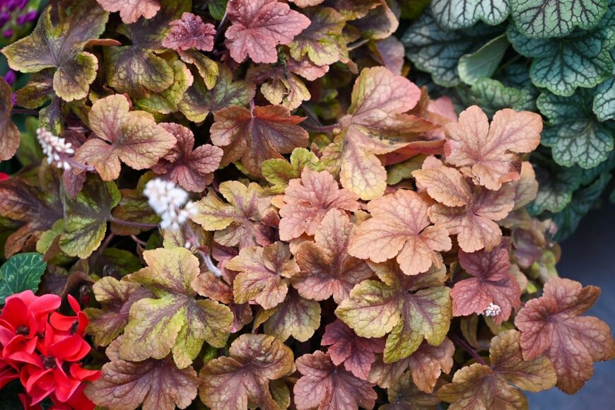 azadjain1/shutterstock.com