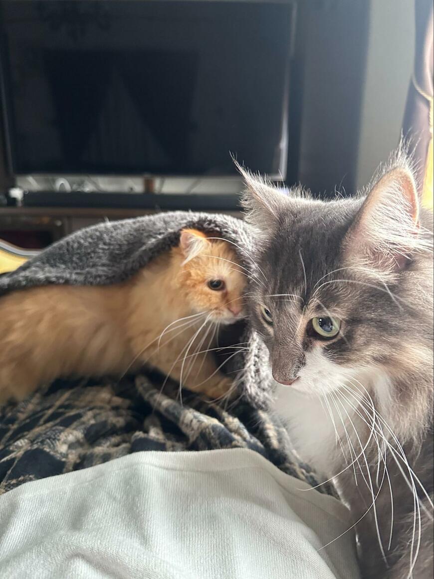 出所：@NEKOLAND13