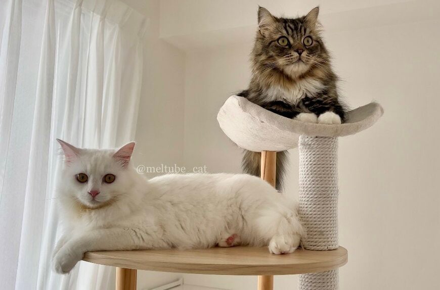 出所：@meltube_cat