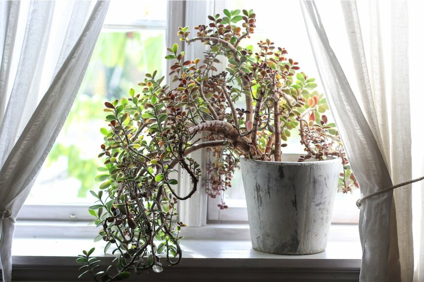 Amada Ekeli/Shutterstock.com